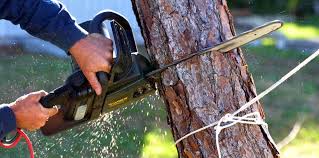 Reliable Schuylerville, NY Tree Services Solutions