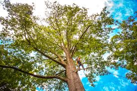Best Emergency Tree Removal  in Schuylerville, NY
