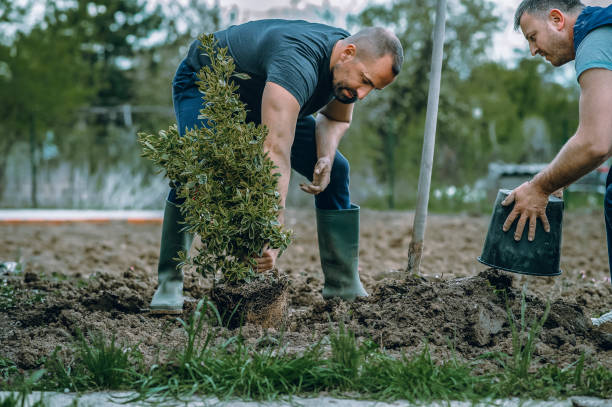 Best Lawn Pest Prevention  in Schuylerville, NY