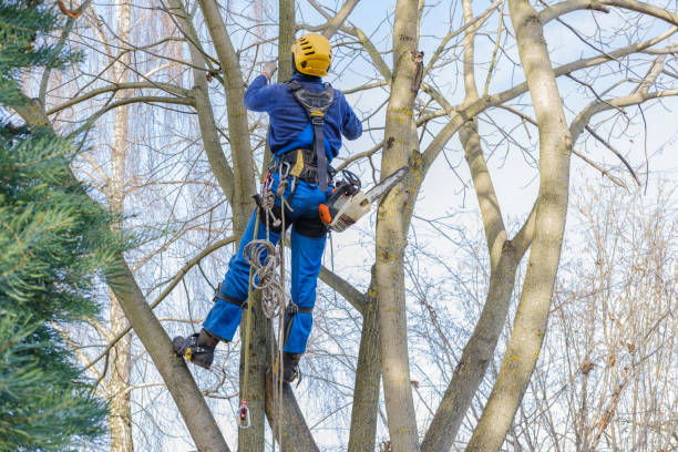 How Our Tree Care Process Works  in  Schuylerville, NY