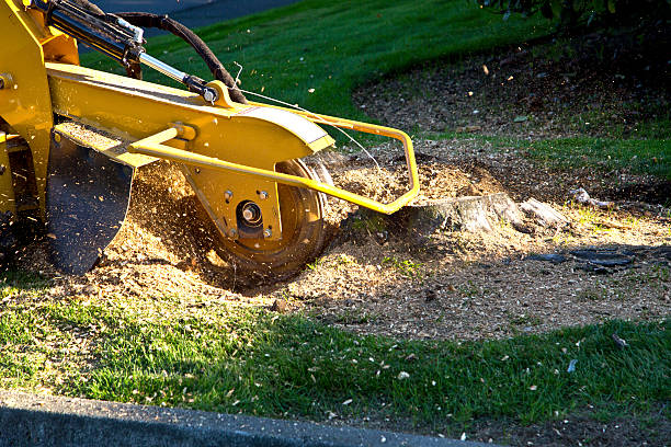 Best Tree Maintenance Programs  in Schuylerville, NY