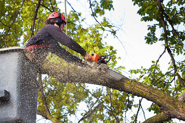 Best Organic Lawn Care Solutions  in Schuylerville, NY
